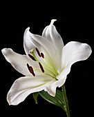 Lilium flower