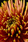 Chrysanthemum Saffina Dark