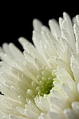 Chrysanthemum Topspin