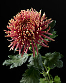 Chrysanthemum Baltazar Flame