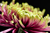 Chrysanthemum Baltazar