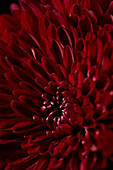 Chrysantheme Parker Rot