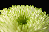 Chrysanthemum Zembla Lime