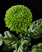 Chrysantheme Alemani