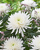 Chrysanthemum Topspin