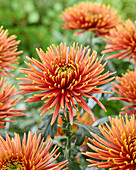 Chrysantheme Saffina Dunkel