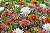 Chrysanthemum colour mix
