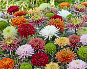 Chrysanthemum colour mix