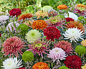 Chrysanthemum colour mix