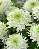 Chrysantheme Zembla Limette