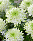 Chrysanthemum Zembla Lime