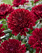 Chrysantheme Parker Rot