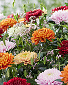 Chrysanthemum colour mix