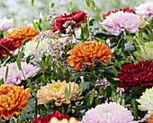 Chrysantheme Farbmischung