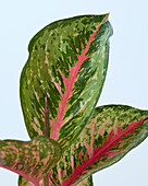 Aglaonema Paradiesrot