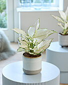 Aglaonema White Joy