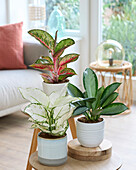 Aglaonema, Weiße Freude, Paradiesrot und Silberblau