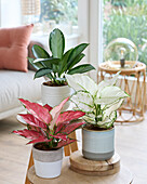 Aglaonema Lychee Red, Pink Leopard und Laurel Green