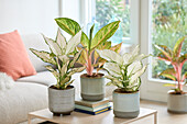 Aglaonema Peach Pearl, White Joy and Vanilla Baby