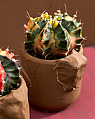 Gymnocalycium mihanovichii variegata