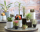 Catus- und Tillandsia-Sammlung