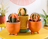 Gymno-Kaktus-Sammlung