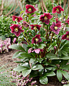 Helleborus ViV Victoria