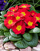 Primula acaulis red