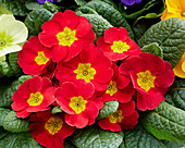 Primula acaulis red