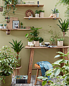 Sammlung von Zimmerpflanzen in einem kleinen Raum