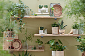 Sammlung von Zimmerpflanzen in einem kleinen Raum