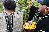 Concentrated elderly male gardeners in traditional Mapuche clothing collect yellow ripe quinces in a bowl while harvesting fruit in the countryside in Temuco