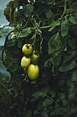 Green tomatoes growing on a vine
