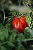 Closeup of red tomato hanging on bush in garden on sunny day
