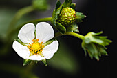 Strawberry flower and developing green fruit on an organic strawberry plant.
