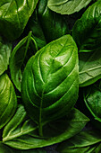 A close-up of a basil leaf