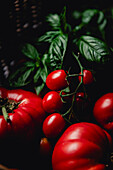 Auswahl an selbstgezogenen roten Tomaten und Basilikum in einem Korb