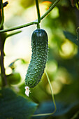 Frische grüne Gurke mit kleinen scharfen Stacheln, die auf einem Zweig im Garten an einem sonnigen Sommertag wachsen