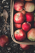 Reife handgepflückte Äpfel in einem Obstkorb