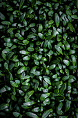 A close up photo of fresh green cress leaves