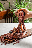 Frischer Oktopus, in männlichen Händen, direktes Sonnenlicht