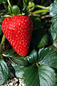 A large ripe strawberry amongst leaves on the plant.