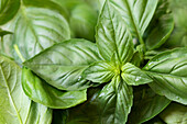 Fresh green organic basil leaves on a plant