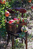 Granatäpfel frisch gepflückt in einer Holzkiste auf einem Stuhl im Garten, Sammlung von Granatapfelernte, Bioprodukt