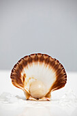 Portrait of a scallop shell on a grey background