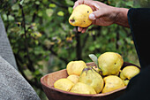Unidentified gardener collects fresh yellow quinces in a wooden basket during the fruit harvest in the Temuco countryside