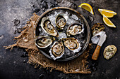 Open shucked fresh Oysters with lemon on ice on dark background