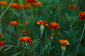 Close-up of bright orange marigold flowers with green leaves growing on thin stems in the garden