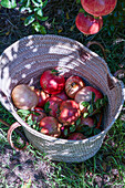 Reife Granatäpfel in einem Weidenkorb im Garten. Granatapfel-Saison. Spanien, Sonnenlicht, Bio-Frucht