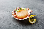 Raw uncooked king scallop in cockle and lemon on a grey background